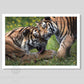 Tiger art print produced from an original pastel painting by wildlife artist Naomi Jenkin