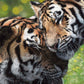 Tiger print by wildlife artist Naomi Jenkin