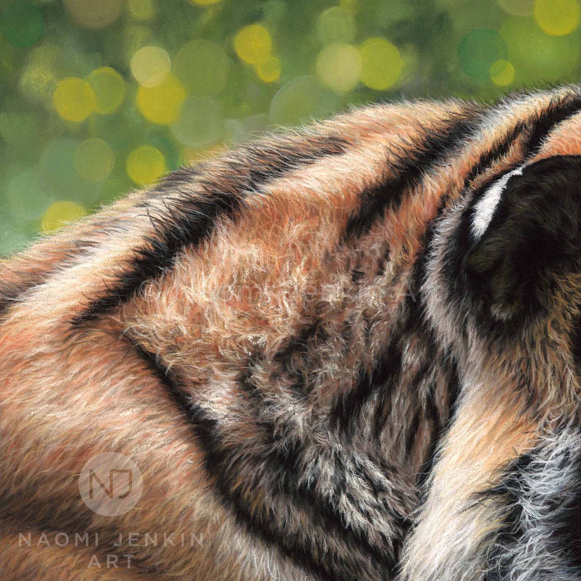 Close up tiger fur from a pastel painting print by wildlife artist Naomi Jenkin