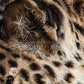Detailed close up of a leopard drawing by wildlife artist Naomi Jenkin