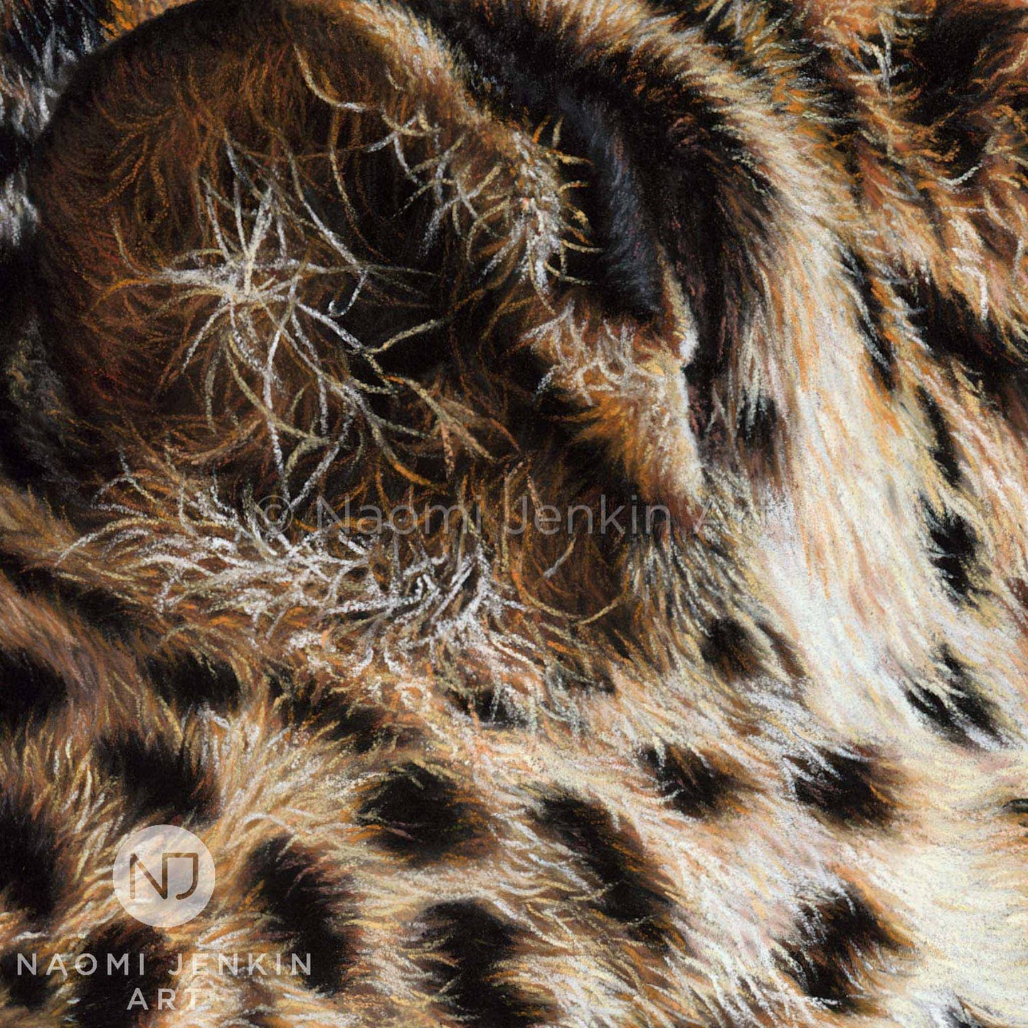 Detailed close up of a leopard drawing by wildlife artist Naomi Jenkin