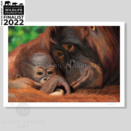 Orangutan art print by wildlife artist of the year 2022 finalist Naomi Jenkin Art