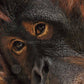 Close up of the orangutan art print by wildlife artist of the year 2022 finalist Naomi Jenkin