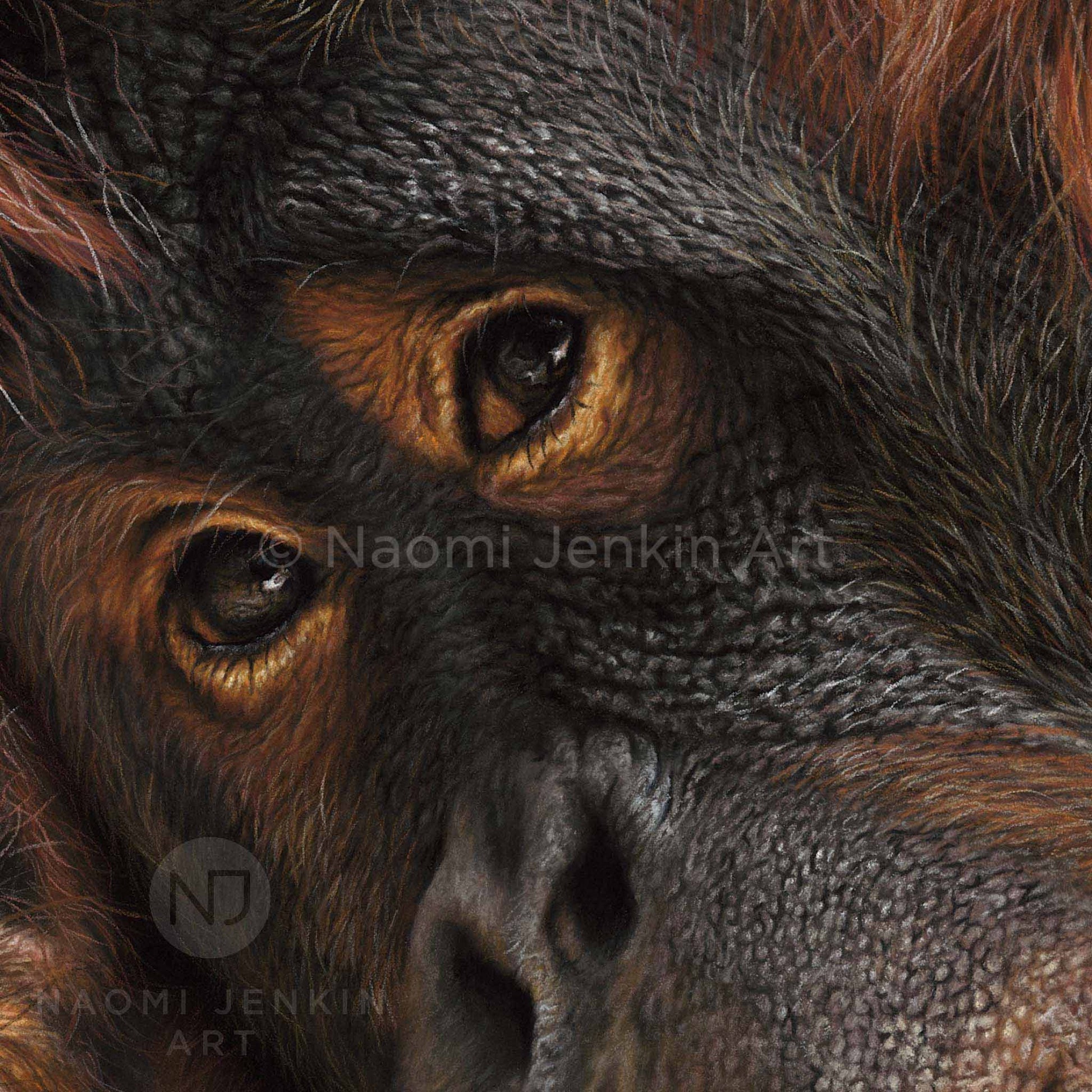 Close up of the orangutan art print by wildlife artist of the year 2022 finalist Naomi Jenkin