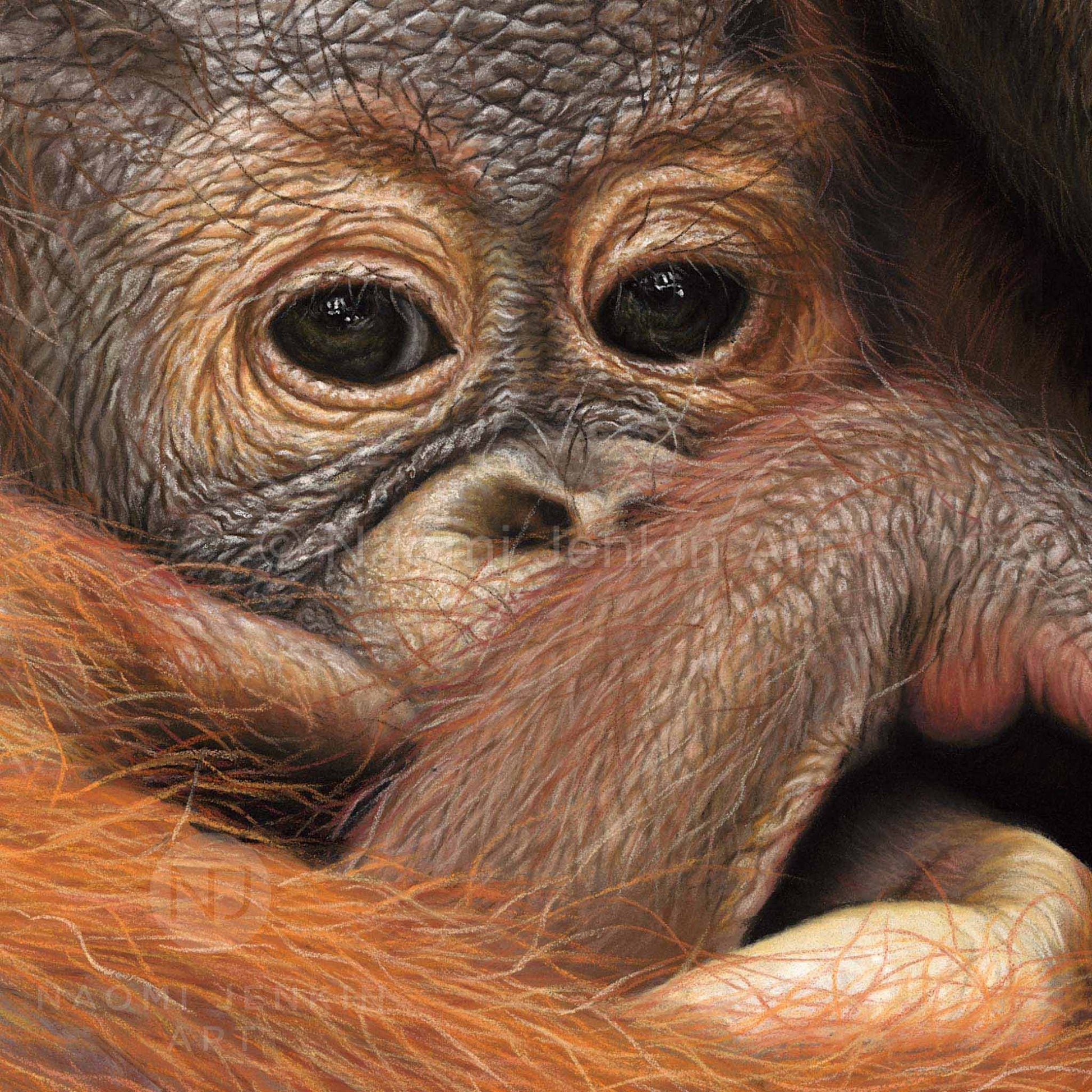 Close up orangutan baby drawing from the print 'Hold Me Closer' by Naomi Jenkin