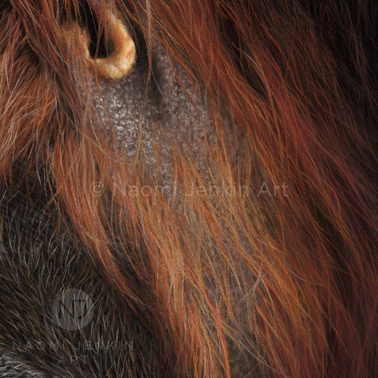 Orangutan art wildlife artist Naomi Jenkin. 
