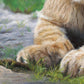 Close up painting of a lion cub's paws from the print 'Lyin Around' by wildlife artist Naomi Jenkin