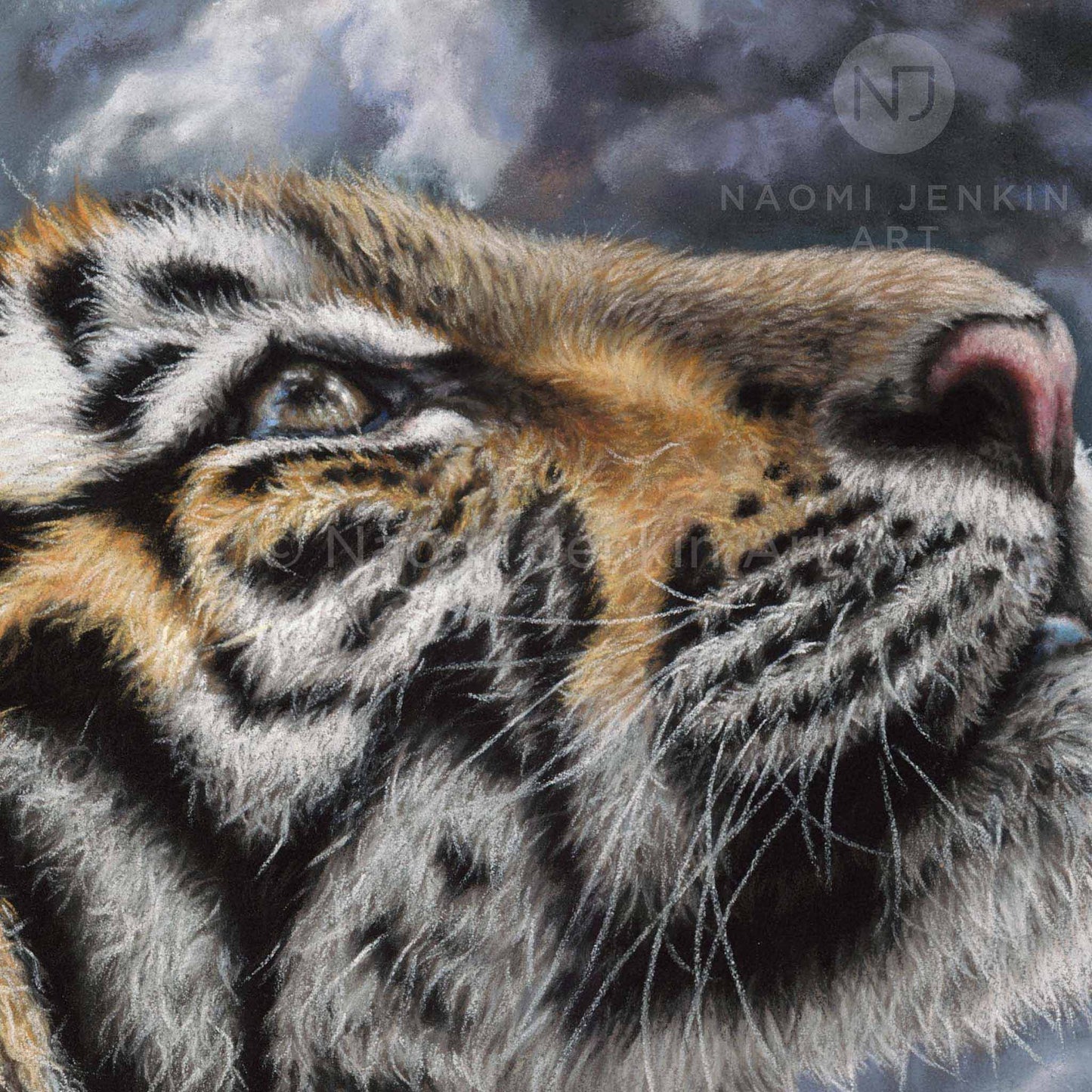 Detailed close up tiger face drawing from the print 'Tigers of the Taiga' by Naomi Jenkin