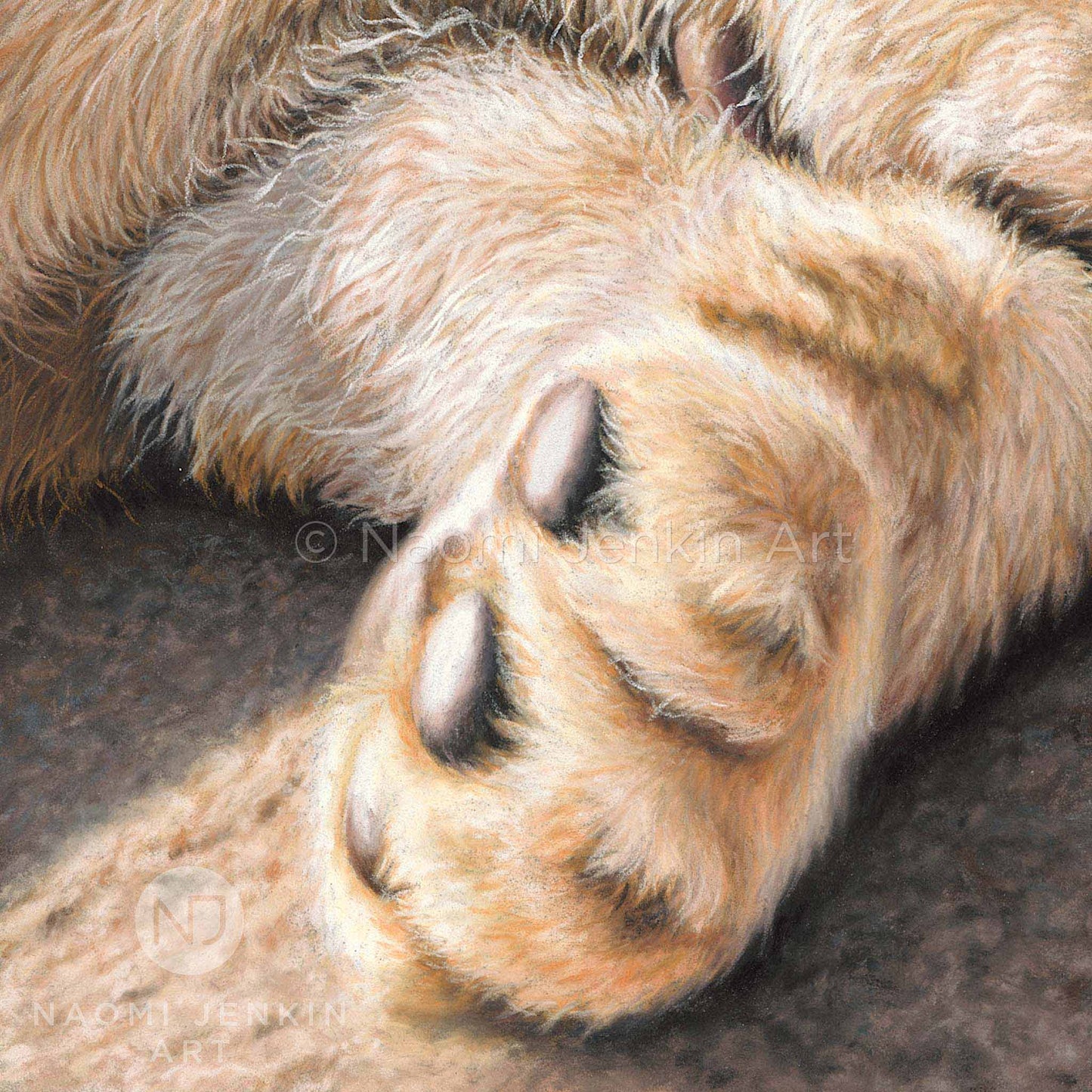 Close up drawing of a lion cubs paw by artist Naomi Jenkin as part of the 'Two Brothers' lion print