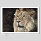 Print of a lion by wildlife artist Naomi Jenkin