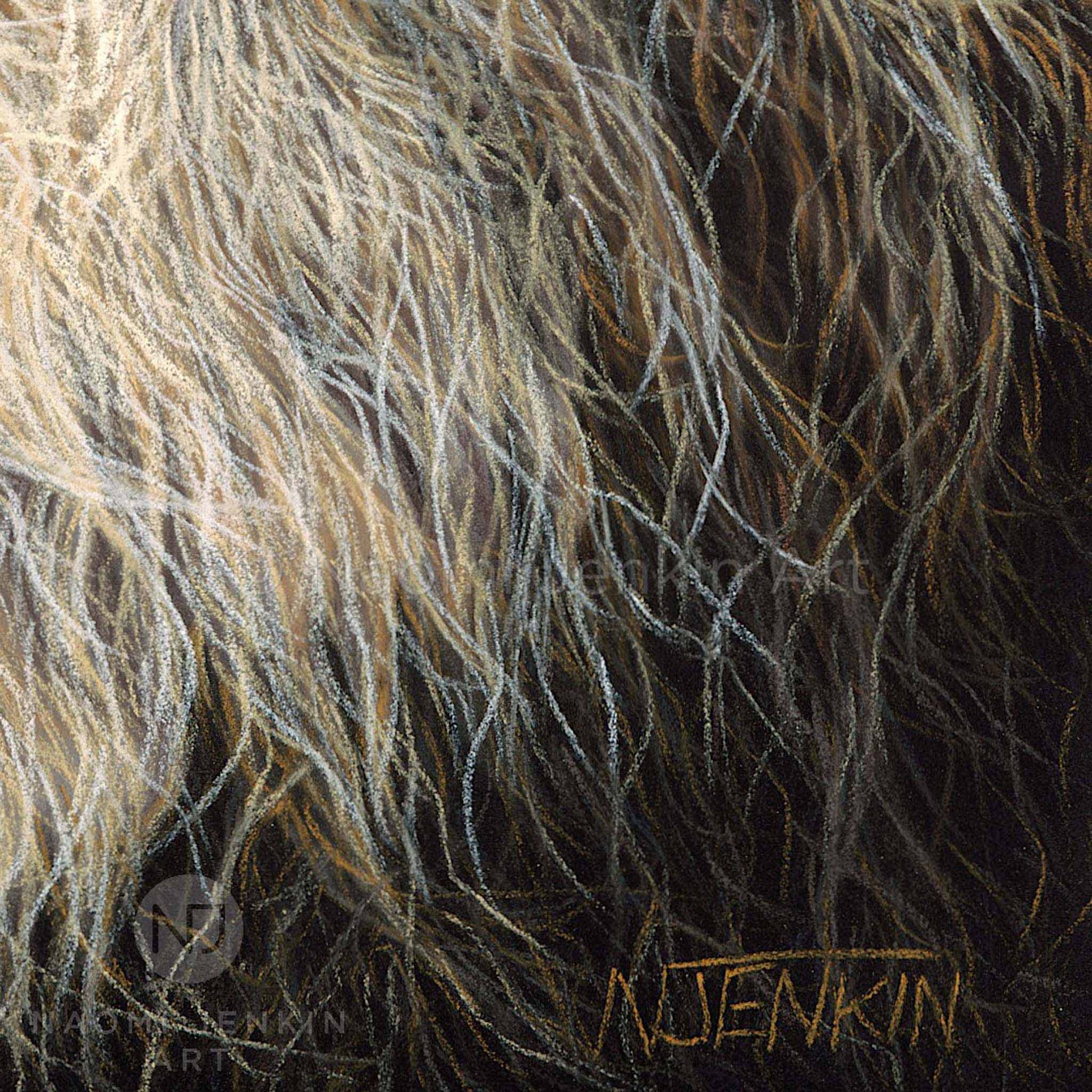 Close up detail of an original lion drawing by wildlife artist Naomi Jenkin